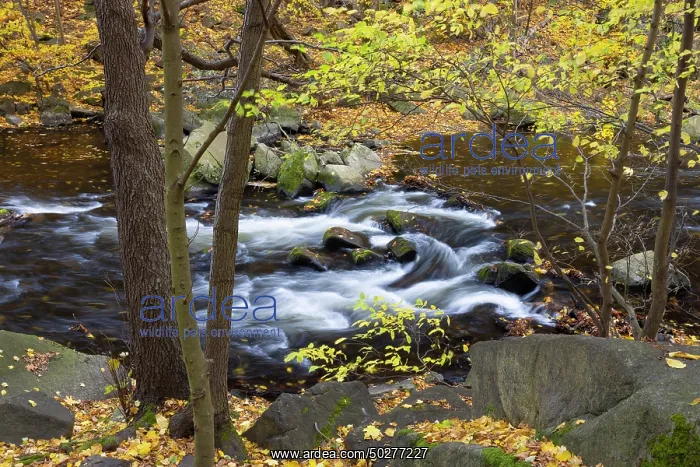 : Bode. Stream Bode in autumn - Nature reserve Bode Valley - Germany : Bode. Stream Bode in autumn - Nature reserve Bode Valley - Germany