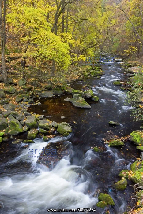 : Bode. Stream Bode in autumn - Nature reserve Bode Valley - Germany : Bode. Stream Bode in autumn - Nature reserve Bode Valley - Germany