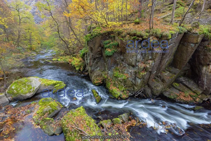 : Bode. Stream Bode in autumn - Nature reserve Bode Valley - Germany : Bode. Stream Bode in autumn - Nature reserve Bode Valley - Germany