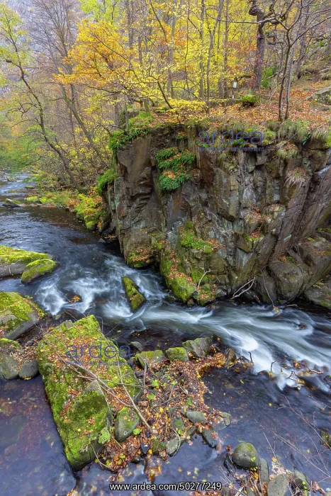 : Bode. Stream Bode in autumn - Nature reserve Bode Valley - Germany : Bode. Stream Bode in autumn - Nature reserve Bode Valley - Germany