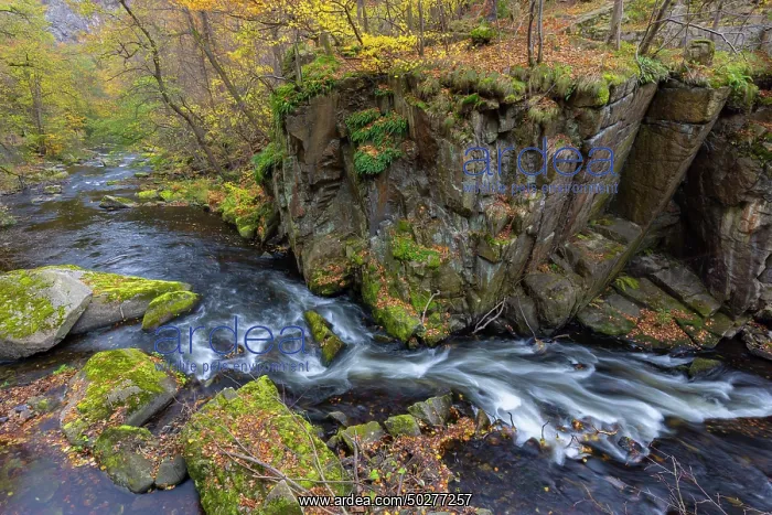 : Bode. Stream Bode in autumn - Nature reserve Bode Valley - Germany : Bode. Stream Bode in autumn - Nature reserve Bode Valley - Germany