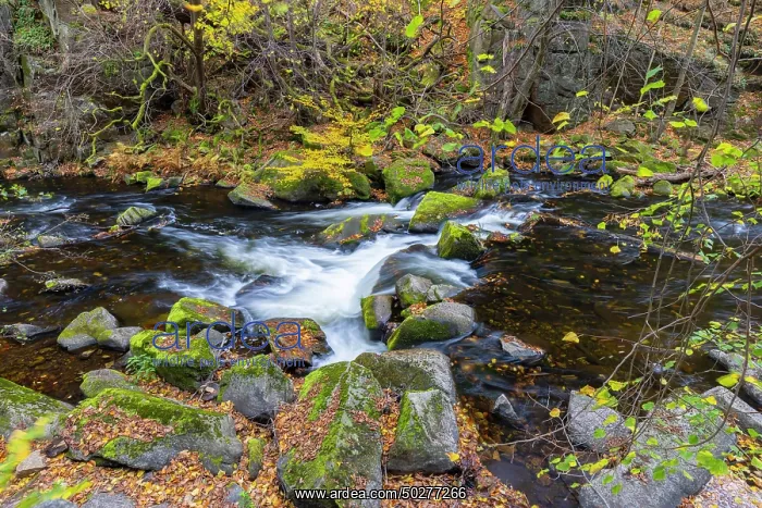 : Bode. Stream Bode in autumn - Nature reserve Bode Valley - Germany : Bode. Stream Bode in autumn - Nature reserve Bode Valley - Germany
