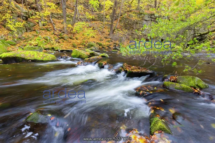 : Bode. Stream Bode in autumn - Nature reserve Bode Valley - Germany : Bode. Stream Bode in autumn - Nature reserve Bode Valley - Germany