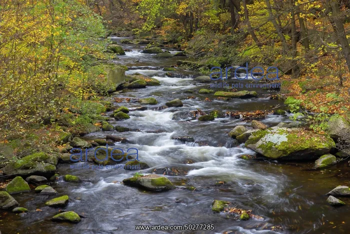 : Bode. Stream Bode in autumn - Nature reserve Bode Valley - Germany : Bode. Stream Bode in autumn - Nature reserve Bode Valley - Germany