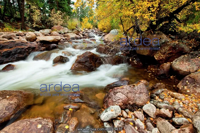 : Stream cascading down the Rocky Mountains : Stream cascading down the Rocky Mountains