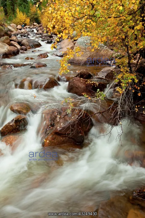 : Stream cascading down the Rocky Mountains : Stream cascading down the Rocky Mountains