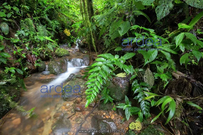 : Stream in Cloudy forest, Mindo, Ecuador : Stream in Cloudy forest, Mindo, Ecuador