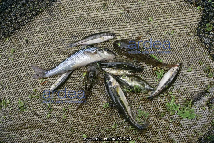 : Stream dipping - Catch of Gudgeon, Minnow, Loach : Stream dipping - Catch of Gudgeon, Minnow, Loach