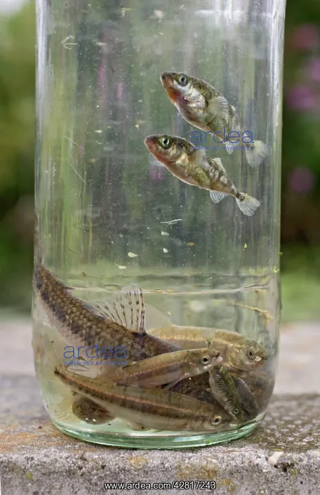 : Stream dipping - catch in jam jar shows a healthy stream : Stream dipping - catch in jam jar shows a healthy stream