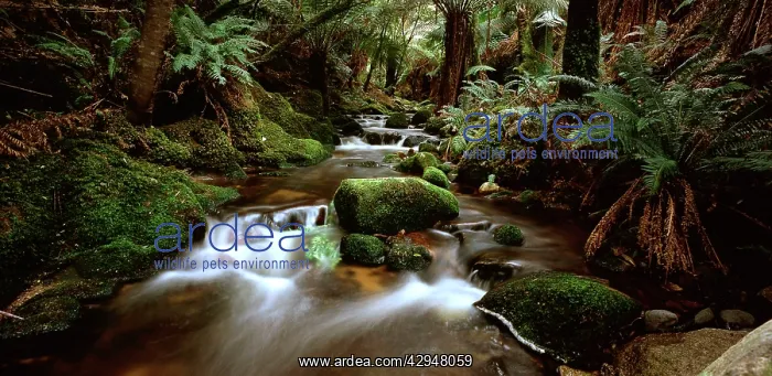 : Stream - flowing through rainforest : Stream - flowing through rainforest