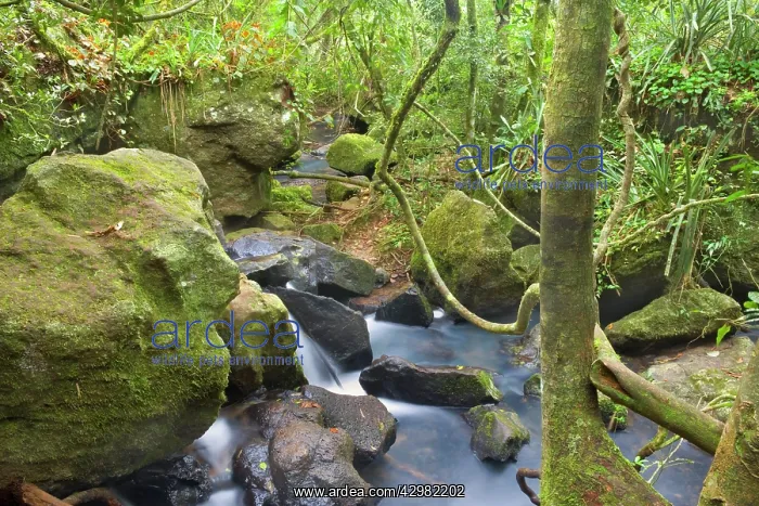 : Stream at the foot of Arrechea Falls runs through : Stream at the foot of Arrechea Falls runs through