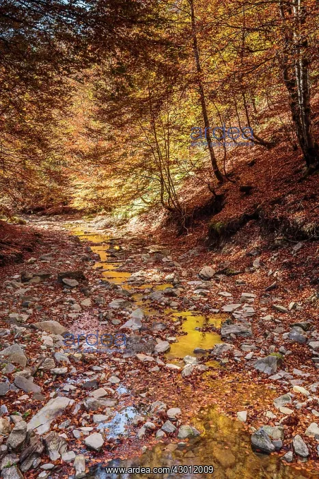 : Stream through forest Autumn Irati Forest, Navarra, Spain : Stream through forest Autumn Irati Forest, Navarra, Spain