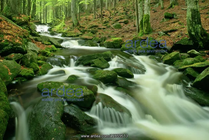 : Stream in forest - with moss covered rocks in primeval : Stream in forest - with moss covered rocks in primeval