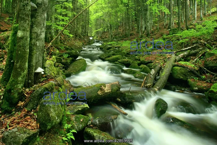 : Stream in forest - with moss covered rocks in primeval : Stream in forest - with moss covered rocks in primeval