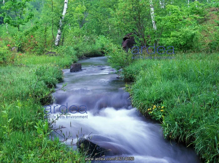 : Stream, Ichinosei, Norikura, Nagano, Japan