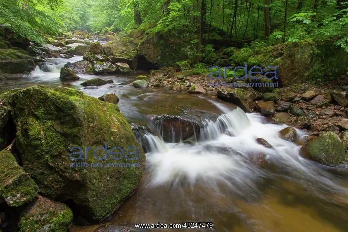  : Stream Ilse in summer at Harz National Park Germany