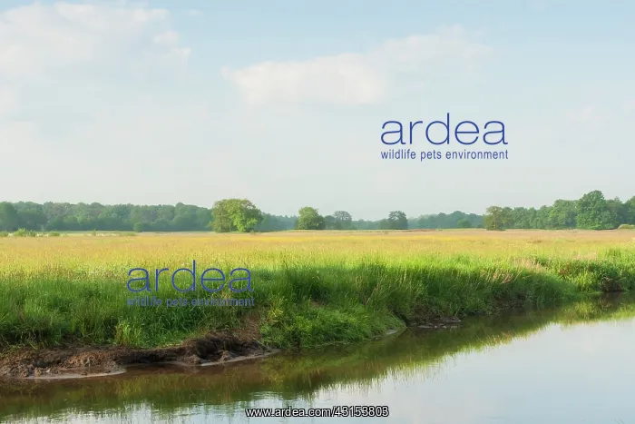 : Stream in meadow valley with lush banks : Stream in meadow valley with lush banks