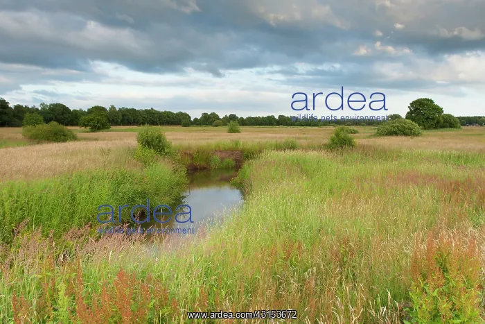 : Stream meandering in grassy meadowland at dusk : Stream meandering in grassy meadowland at dusk