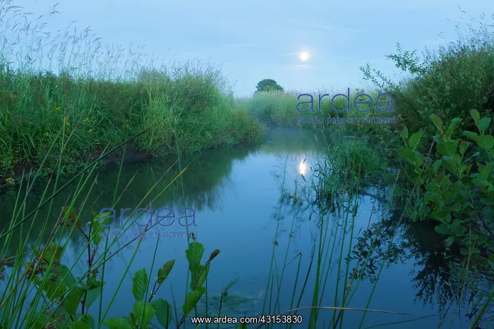 : Stream meandering through meadow at dusk with tree and moon : Stream meandering through meadow at dusk with tree and moon