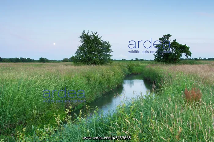 : Stream meandering through meadow at dusk with two trees and : Stream meandering through meadow at dusk with two trees and