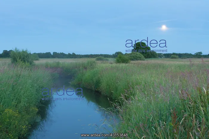  : Stream meandering through meadow at dusk with trees and moon