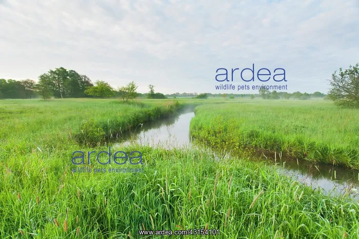: Stream in misty morning meadowfield with lush banks with gra : Stream in misty morning meadowfield with lush banks with gra