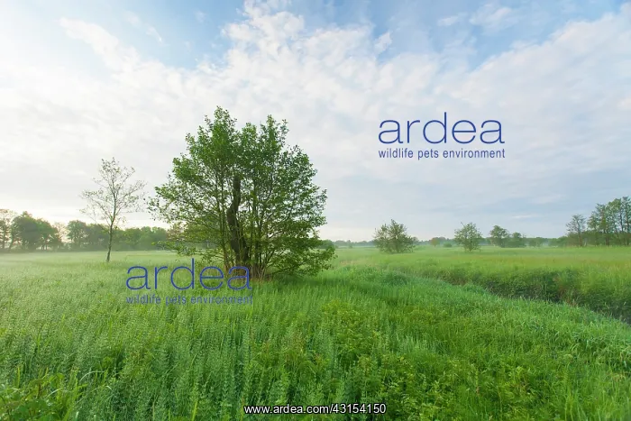 : Stream in misty morning meadowfield with lush banks with gra : Stream in misty morning meadowfield with lush banks with gra