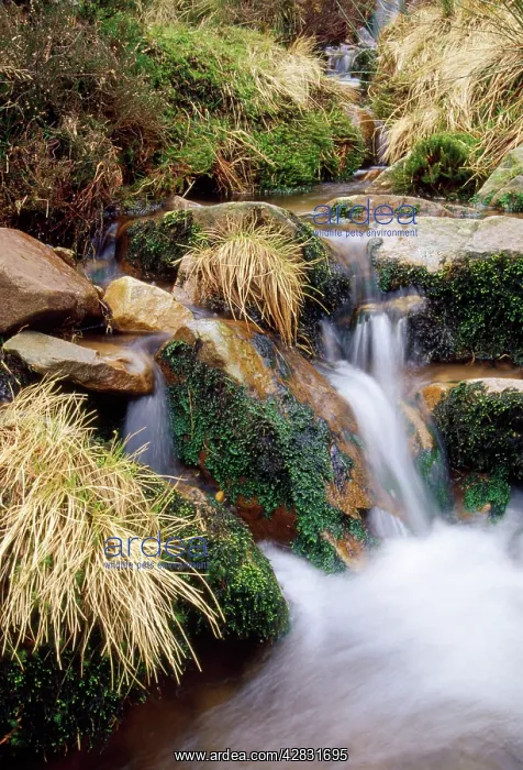  : Stream - moss covered rocks in upland stream