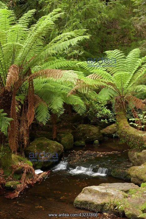 : Stream near Russell Falls, Mount Field National : Stream near Russell Falls, Mount Field National