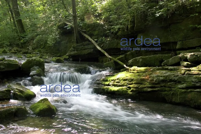 : Stream in Ouachita National Forest : Stream in Ouachita National Forest