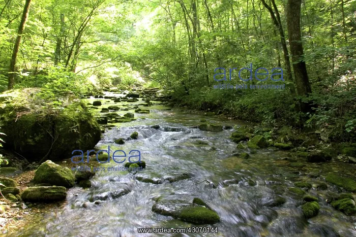 : Stream in Ouachita National Forest : Stream in Ouachita National Forest