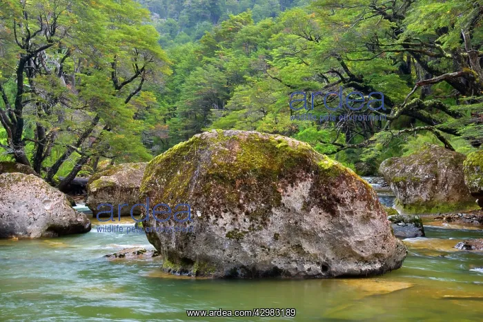 : Stream in Rainforest - the stream Pichi Traful : Stream in Rainforest - the stream Pichi Traful