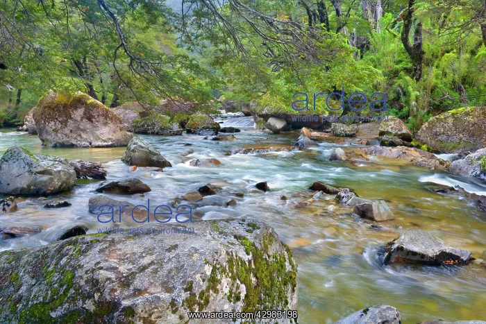 : Stream in Rainforest - the stream Pichi Traful : Stream in Rainforest - the stream Pichi Traful