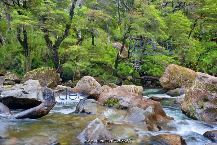 : Stream in Rainforest - the stream Pichi Traful : Stream in Rainforest - the stream Pichi Traful