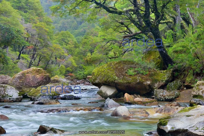 : Stream in Rainforest - the stream Pichi Traful : Stream in Rainforest - the stream Pichi Traful