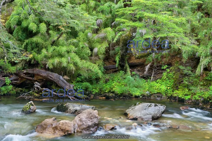 : Stream in Rainforest - the stream Pichi Traful : Stream in Rainforest - the stream Pichi Traful