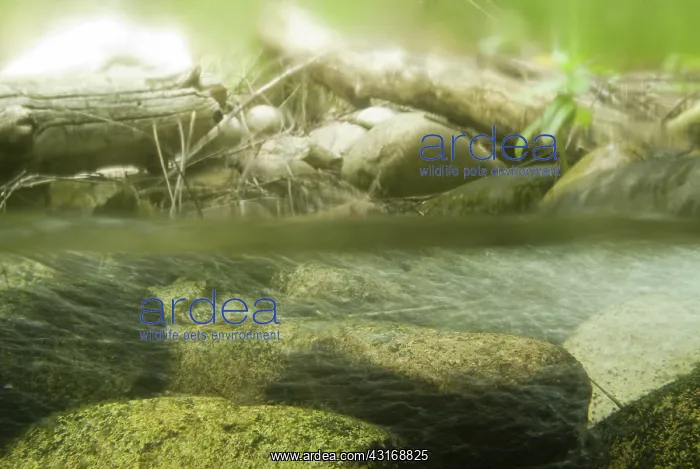 : Stream riffle habitat : Stream riffle habitat