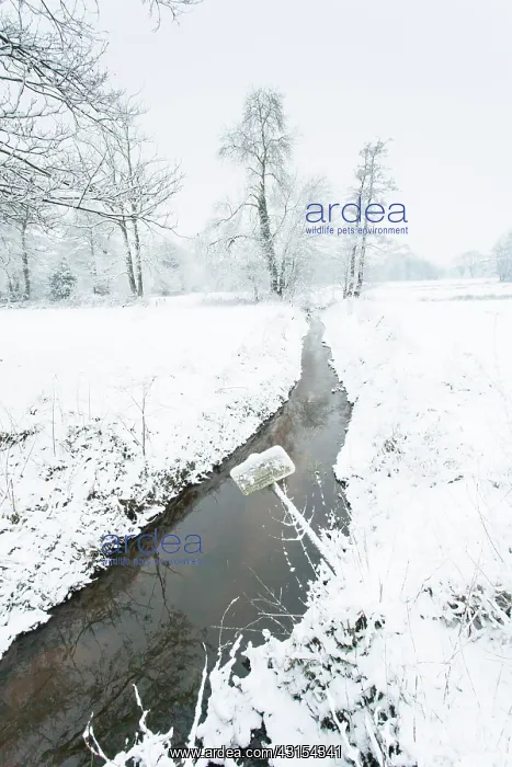 : Stream in snow covered landscape : Stream in snow covered landscape