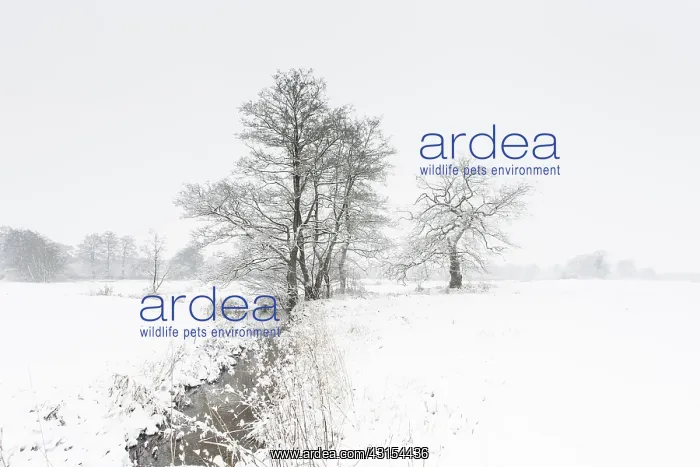 : Alder. Stream in snow covered landscape with alder trees (Alnus sp) : Alder. Stream in snow covered landscape with alder trees (Alnus sp)