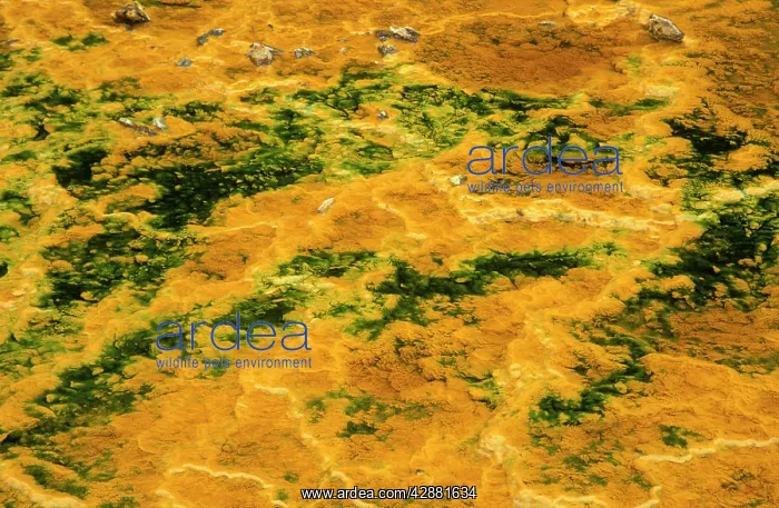 : Stream - detail of a stream containing oxidised : Stream - detail of a stream containing oxidised