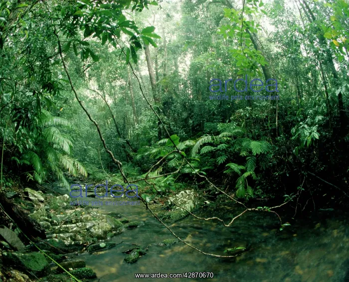 : Stream - Tropical Rainforest in wet season : Stream - Tropical Rainforest in wet season
