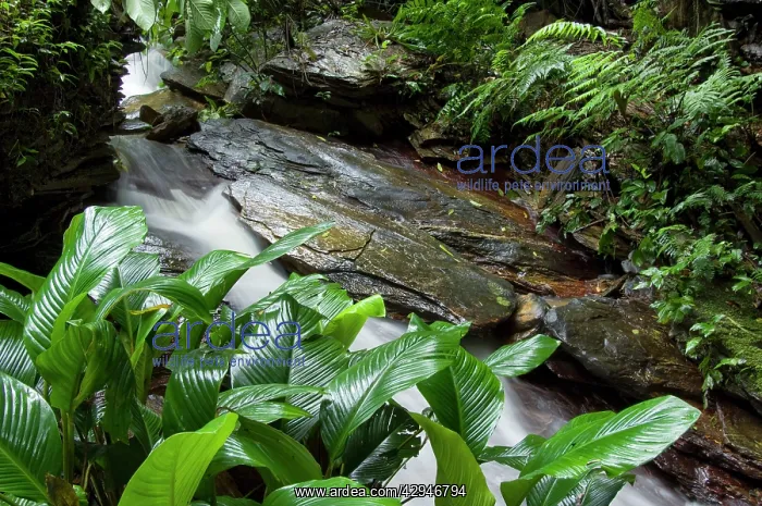 : Stream with tropical vegetation : Stream with tropical vegetation