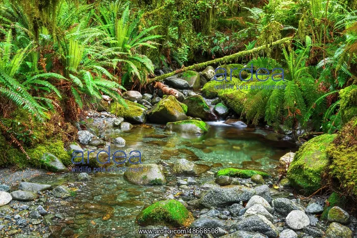 : Stream on the Tutoko River Track, Fiordland National Park : Stream on the Tutoko River Track, Fiordland National Park