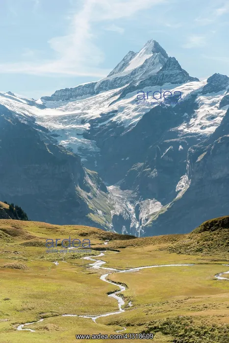 : Stream, view of the Gro&, x7e5;s Fiescherhorn, Eiger : Stream, view of the Gro&, x7e5;s Fiescherhorn, Eiger