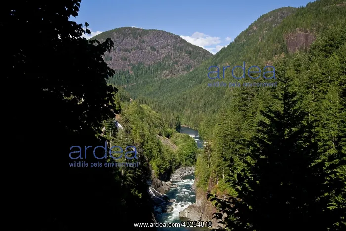 : stream waterfall Gold River, Vancouver Island : stream waterfall Gold River, Vancouver Island