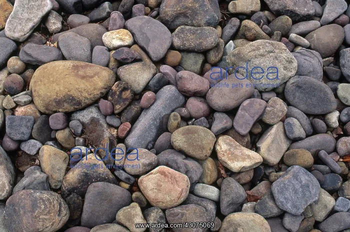 : Stream-worn Rocks : Stream-worn Rocks