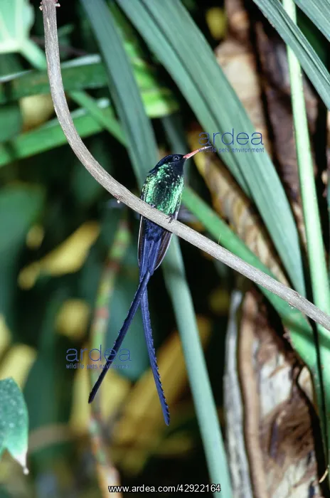 : Streamer-Tailed / Streamertail / Doctor Hummingbird : Streamer-Tailed / Streamertail / Doctor Hummingbird