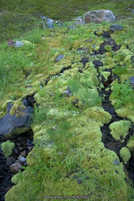 : Streamlets running through moss covered shaded : Streamlets running through moss covered shaded