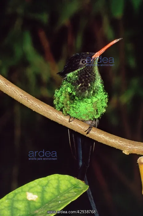  : Streammer-tailed Humming Bird