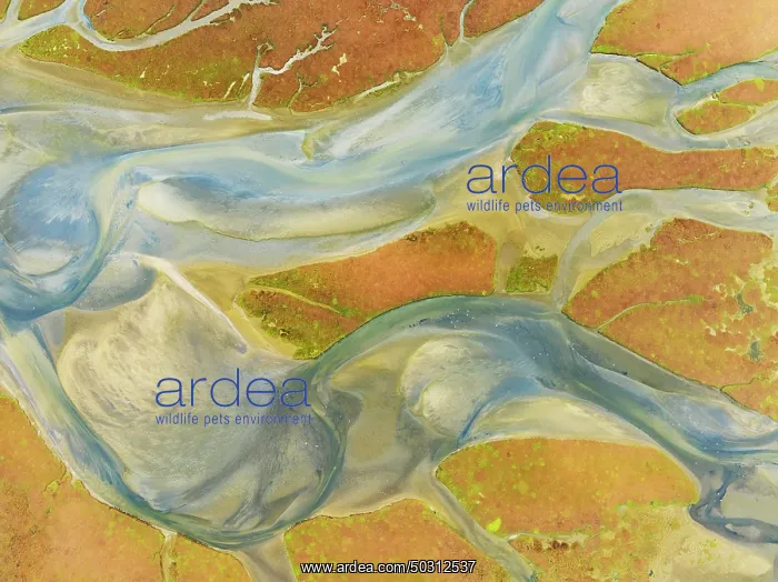 : Streams at low tide in the marshland of the Walvis Bay lagoon : Streams at low tide in the marshland of the Walvis Bay lagoon